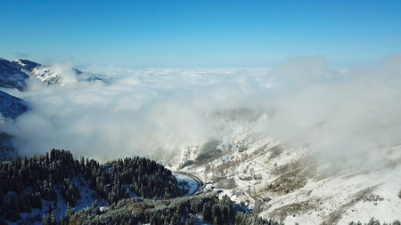 Snow forest in the mountains, above the clouds. View from above, from the drone. Coniferous trees...