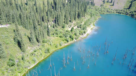 Coniferous trees rise from the depths of a mountain lake. Top view from the drone. On the shore you can see rocks, green forest and grass growing. Kaindy Lake, Kazakhstan. Groups tourists are resting.の写真素材