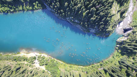 Coniferous trees rise from the depths of a mountain lake. Top view from the drone. On the shore you can see rocks, green forest and grass growing. Kaindy Lake, Kazakhstan. Groups tourists are resting.の写真素材