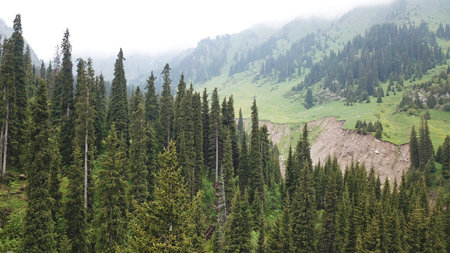 Green gorge with forest in the mountains.
