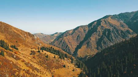 Autumn in the mountains. Yellow grass, green firs.の写真素材