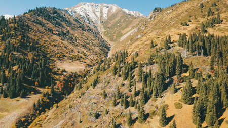Autumn in the mountains. Yellow grass, green firs.の写真素材