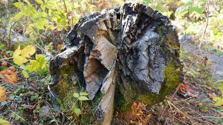 Macro photography of a tree ring in the forest.の写真素材