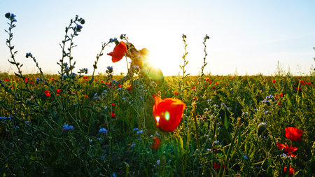 A young girl at sunset in a field of poppies.