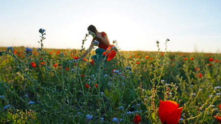 A young girl at sunset in a field of poppies.の写真素材