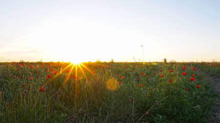Poppy fields at sunset.の写真素材