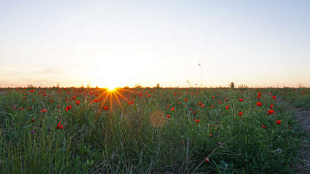 Poppy fields at sunset.の写真素材