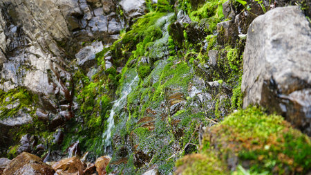 Purple flowers and moss on the rocks of waterfall.の写真素材