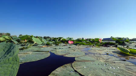 Pink lotuses bloomed in the pond. Mountain view.の写真素材