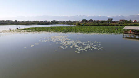 People swim on sup boards in a pond with lotusesの写真素材