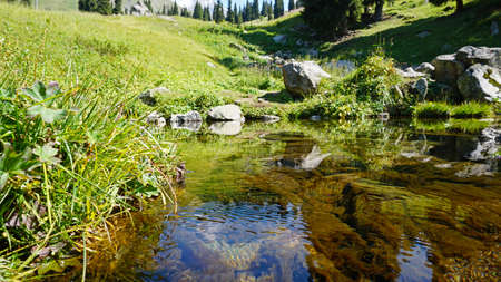 Mountain clear water of stream and green fields.の写真素材