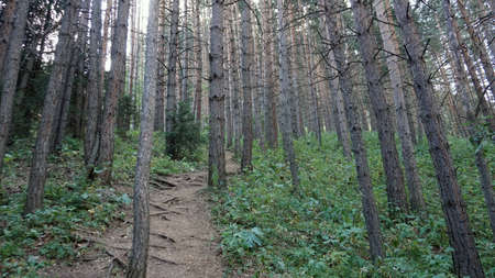 A forest path with rays of the sun, firs and pinesの写真素材