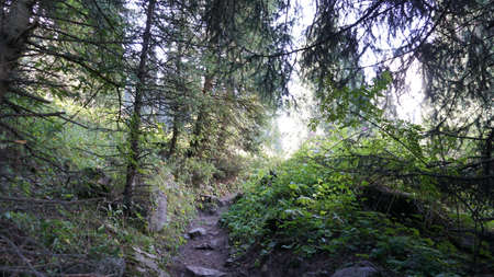 A forest path with rays of the sun, firs and pinesの写真素材