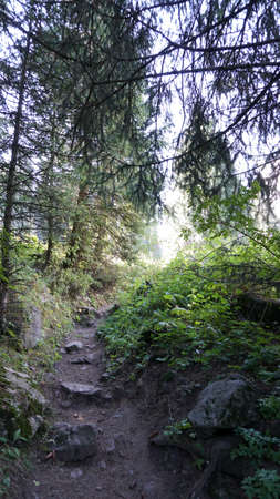 A forest path with rays of the sun, firs and pinesの写真素材