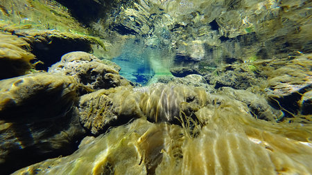 An incredible underwater world of a mountain river