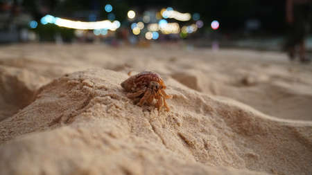 Hermit crab with cute eyes runs on the sand.の写真素材
