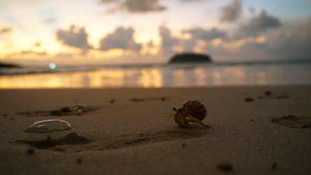 Hermit crab with cute eyes runs on the sand.の写真素材