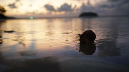 Hermit crab with cute eyes runs on the sand.の写真素材