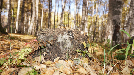 An old stump in the birch autumn forest.の写真素材