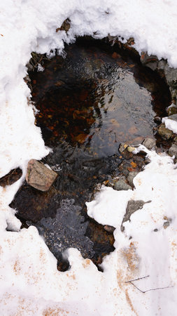 The spring springs from the ground in winter.の写真素材