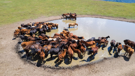 A herd of horses in mountains near a watering hole
