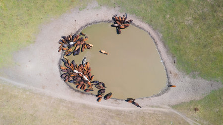 A herd of horses in mountains near a watering hole