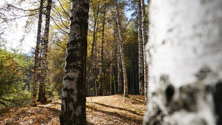 Autumn forest. Birch grove at dawn. Long shadows
