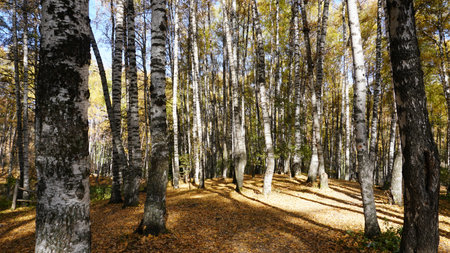 Autumn forest. Birch grove at dawn. Long shadowsの写真素材