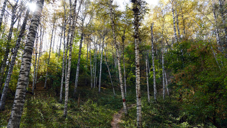 Autumn forest. Birch grove at dawn. Long shadowsの写真素材
