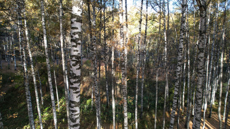 Autumn forest. Birch grove at dawn. Long shadowsの写真素材