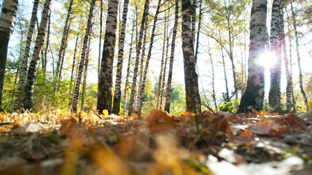 Autumn forest. Birch grove at dawn. Long shadowsの写真素材