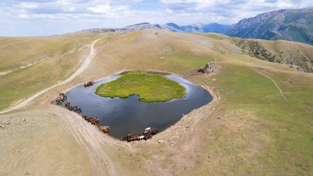 A herd of horses in mountains near a watering holeの写真素材