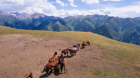 A herd of horses in mountains near a watering holeの写真素材