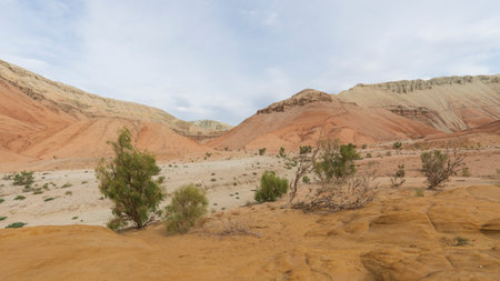 An ancient saxaul bush grows in middle of gorgeの写真素材