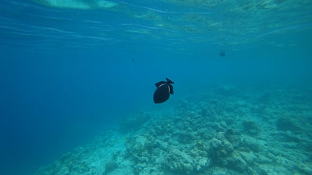 Black surgeonfish swimming in the blue ocean over a coral reef