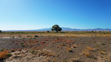 Lone tree standing in the vast desert landscape