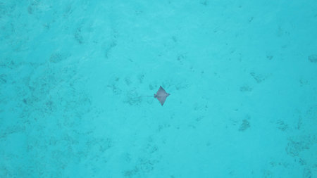 Cowtail stingray swimming in shallow turquoise water