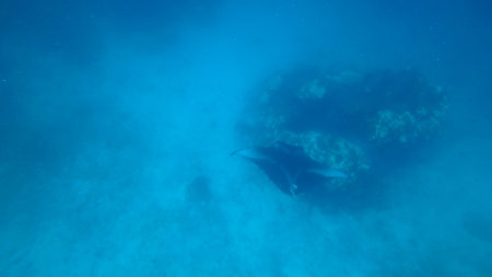Giant oceanic manta ray swimming near coral reef in blue sea