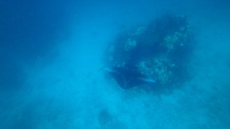 Giant oceanic manta ray swimming near coral reef in clear blue waterの写真素材