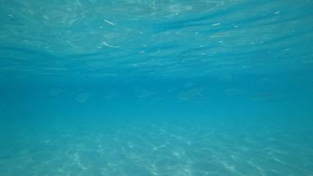 Tropical fish swimming in crystal clear turquoise water