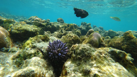 Underwater view of coral reef with tropical fish swimmingの写真素材