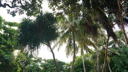 Tropical palm trees and screw pines growing under cloudy skyの写真素材
