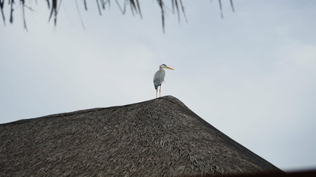 Grey heron standing on a thatched roofの写真素材