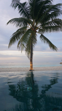 Palm tree reflecting in infinity pool at tropical resortの写真素材