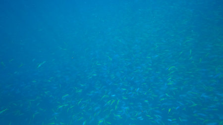 School of fusilier fish swimming in blue tropical waterの写真素材