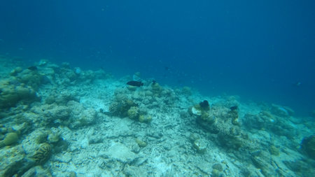Triggerfish swimming over a tropical coral reef in crystal clear waterの写真素材