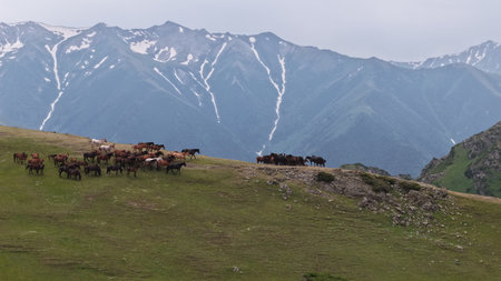 Horses grazing on green meadow with snowy mountain peaks in backgroundの写真素材