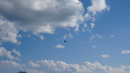 Bird flying in partly cloudy sky during daytimeの写真素材