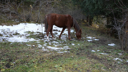 Brown horse grazing on grass near patches of snow in forested areaの写真素材