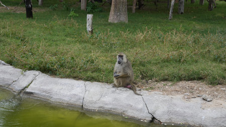 Baboon sitting by the waters edge in a natural habitat setting